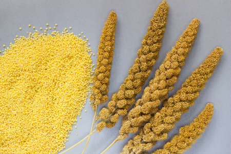 Yellow millet on silver gray background. top viewの写真素材
