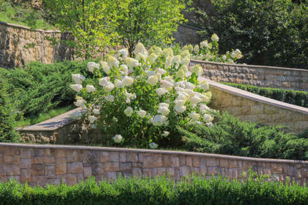 White hydrangea surrounded by green shrubs and treesの写真素材