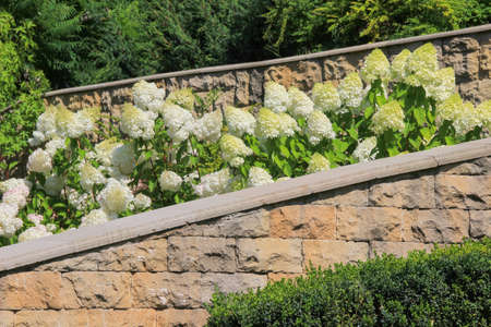 White hydrangea and green bushes on a background of wall from a natural stoneの写真素材