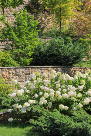 White hydrangea and green bushes. The wall of natural stoneの写真素材