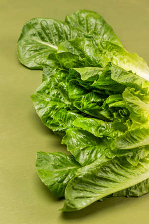 Lettuce leaves on a green background. flat layの写真素材