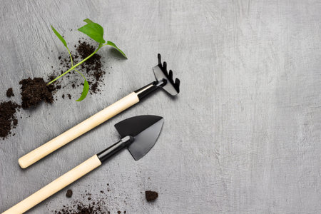 Garden shovel and rake. Green sprout with soil. copyspace. gray background.の写真素材