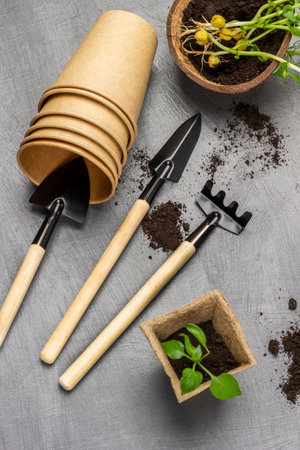 Peat pots with pea sprouts. Garden tool for planting seedlings. gray background.の写真素材