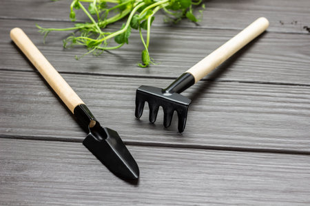 Garden shovel and rake. Green pea sprout. Dark wooden background.の写真素材