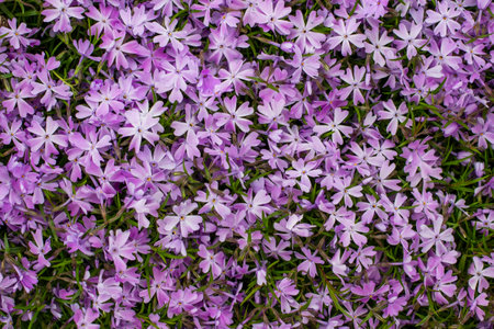 Small purple flowers. poster concept. flat lay.の写真素材