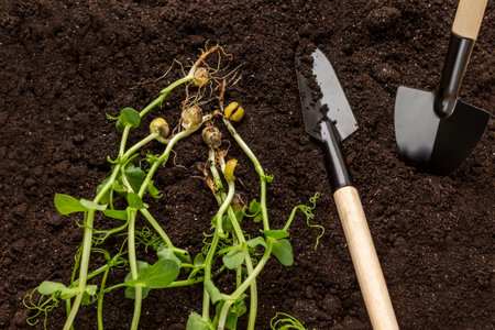 Pea sprouts and garden tools on the soil. flat lay.の写真素材
