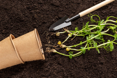Cardboard cups and pea sprouts and a shovel on the soil. flat lay.の写真素材