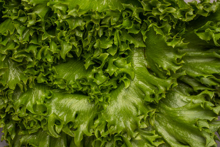 Green lettuce leaves. flat lay. nature background.の写真素材