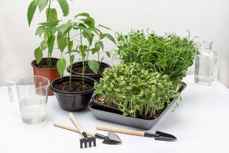 Green house plants in pots. Sunflower and pea sprouts in container. garden tools on table. Water in mug and in bottle. white background. top viewの写真素材