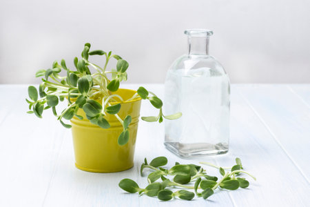 Sunflower sprouts in yellow bucket and on table. bottle of water. white background. top viewの写真素材