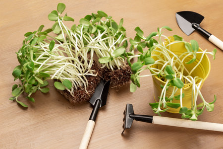 Sunflower sprouts with roots on table. Sunflower sprouts in yellow bucket. garden tools on table. brown background.の写真素材