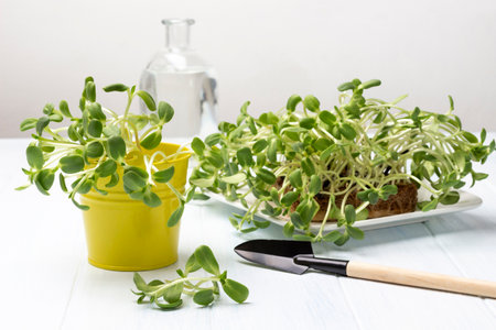 Sunflower sprouts with roots on plate. Sunflower sprouts in yellow bucket. Garden shovel on the table. white background. top viewの写真素材