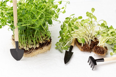 Pea and sunflower sprouts with roots. garden tools. microgreen nutrition. top view. white backgroundの写真素材