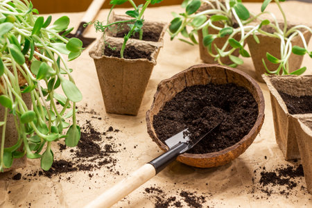 Garden shovel in ground. Sunflower sprouts in paper containers. brown paper background.の写真素材