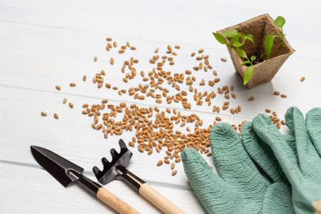 Garden tools and gloves, green seedlings in a peat pot, seeds. flat lay. white backgroundの写真素材