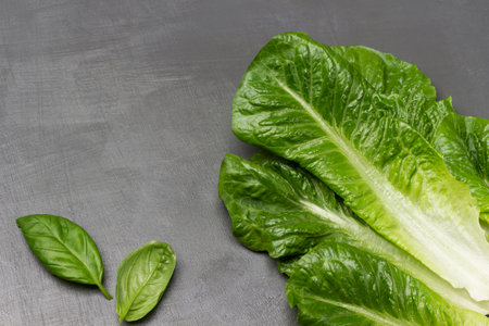Lettuce leaves and green basil. copyspace. flat lay. gray backgroundの写真素材