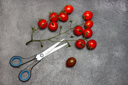 Sprig of red cherry tomatoes and scissors on black background. copyspace. flat layの写真素材