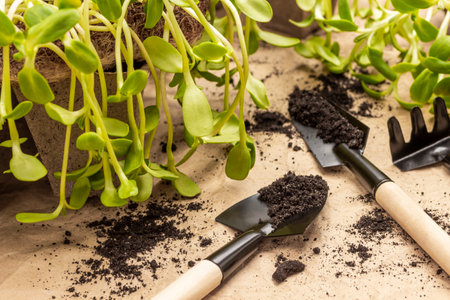 Garden tools for planting seedlings. Seedlings of sunflower in paper containers. close up. brown paper background.の写真素材