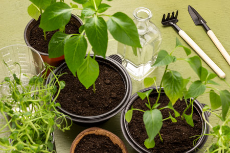 Rake and shove. Green sprout in pots and bottle of water. top view. green background.の写真素材