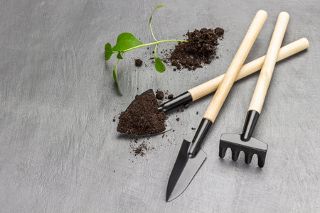 Sprout with soil next to gardening tools. Rake and shovel. Garden small shovel with soil. flat lay. copyspace. gray background.の写真素材