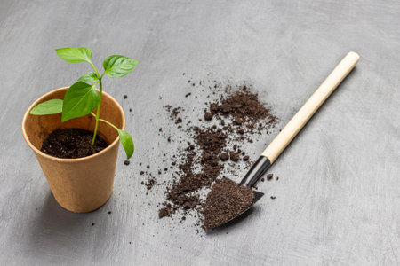 Garden small shovel with soil. Green sprout in a paper cup. top view. copyspace. gray background.の写真素材