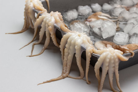 Octopus tentacles hang from the tray. Melted ice in tray. close up. gray backgroundの写真素材