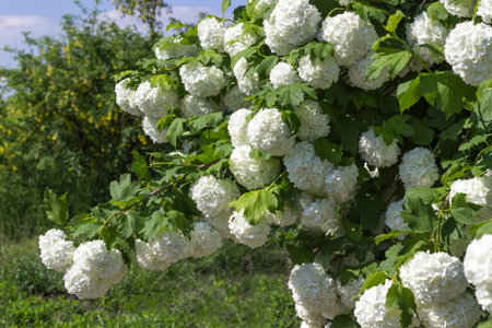White hydrangea bushes in the garden. Natural backgroundの写真素材