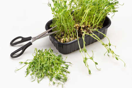 Microgreen pea sprouts in black plastic container. Scissors on container. Cut sprouts on table. White background. Top viewの写真素材