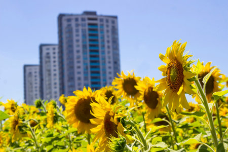 Sunflowers are blooming. Residential building. Blue sky.の写真素材