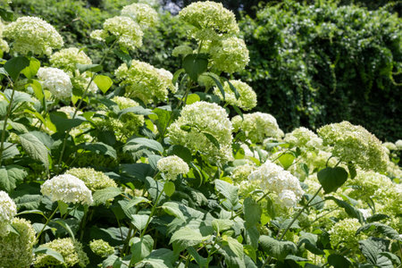 Bushes of blooming hydrangea. Large buds on branches.