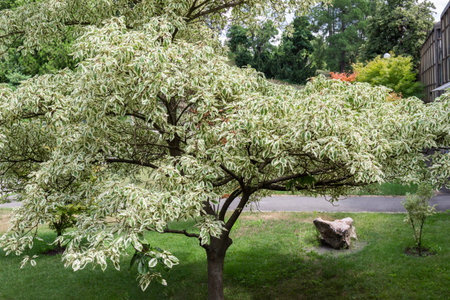 City garden with ornamental trees. There is a stone on the grass.