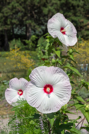 Large white hibiscus flowers in the city park. Close up.の写真素材