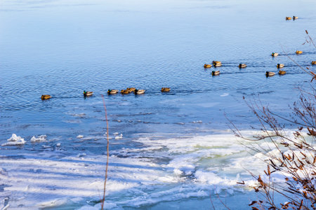 A flock of ducks on a winter blue river. Ice and snow near the shore.の写真素材
