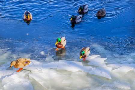 Ducks on the river ice and ducks swimming on the water. Blue water in the river.の写真素材