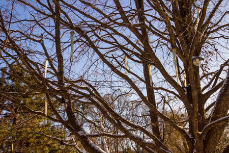 Tree branches without leaves against the blue sky. Snow on the branches.の写真素材