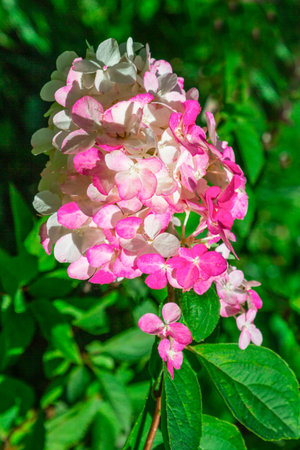 A branch of white and pink hydrangea against a green background. Close-up