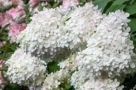 Buds of blooming white hydrangea. Close-up.