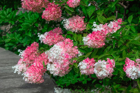 Close-up of branches of blooming white and pink hydrangea.