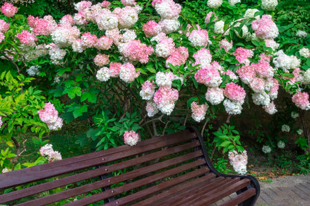 A bush of white and pink hydrangea. The branches of the hydrangea are leaning over the bench.の写真素材