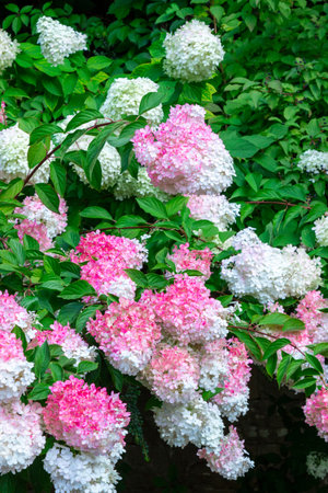Branches of blooming white-pink hydrangea among green leaves. Close-up.