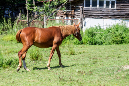 A horse walks across a green meadow near the wall of an old house.の写真素材