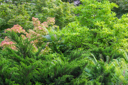 Green bushes in the park. Plant background. Top viewの写真素材
