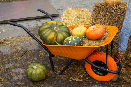 Pumpkins in an orange wheelbarrow. A pile of hay and one pumpkin on the ground.の写真素材