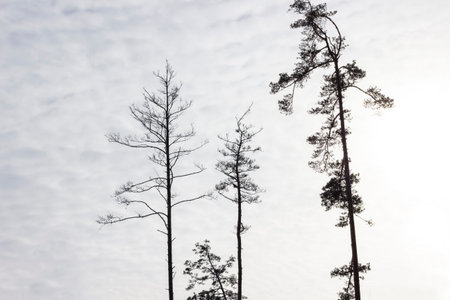 Silhouettes of the tall trunks of three pine trees against the sky. View from below. Photo taken...