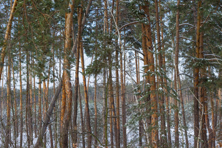 Pine trees with dense crowns, a forest in the background, and a blue sky. Winter background