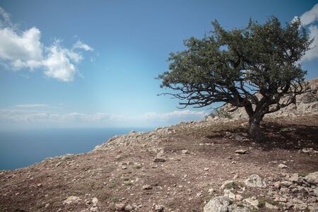 A tree on top of the Ilyas-Kaya mountain in Crimea. Sea view. Rest, travel, adventure.の写真素材