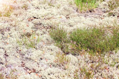 field covered with gray moss and blooming heather, wildlifeの写真素材