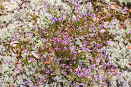 heather flowers with spider web, blurred background, sunny summer dayの写真素材