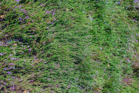 green fields covered with blooming heather, summer, wildlife.の写真素材