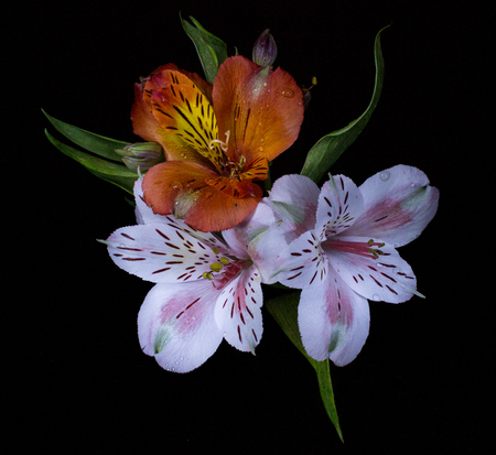 Beatiful liliales flowers on water backgroundの写真素材